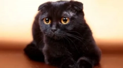 Як називати чорну кішку або кішку